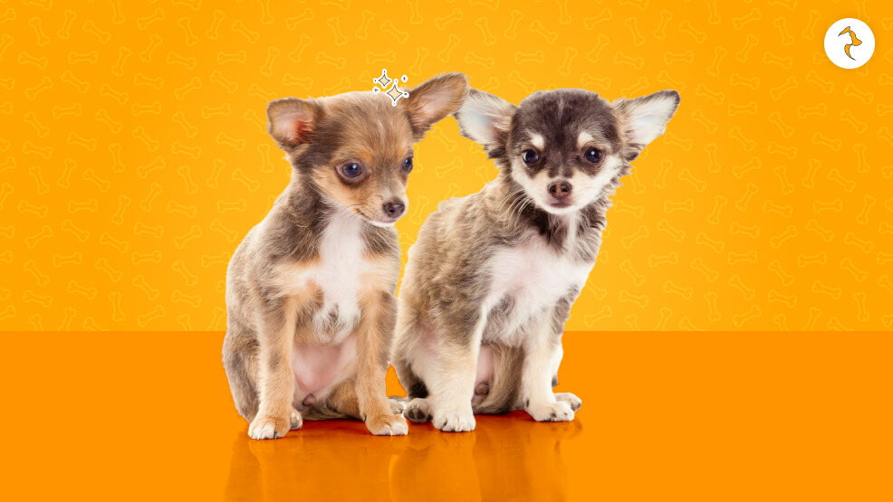 Is Importing a Chihuahua Puppy Legal in India_