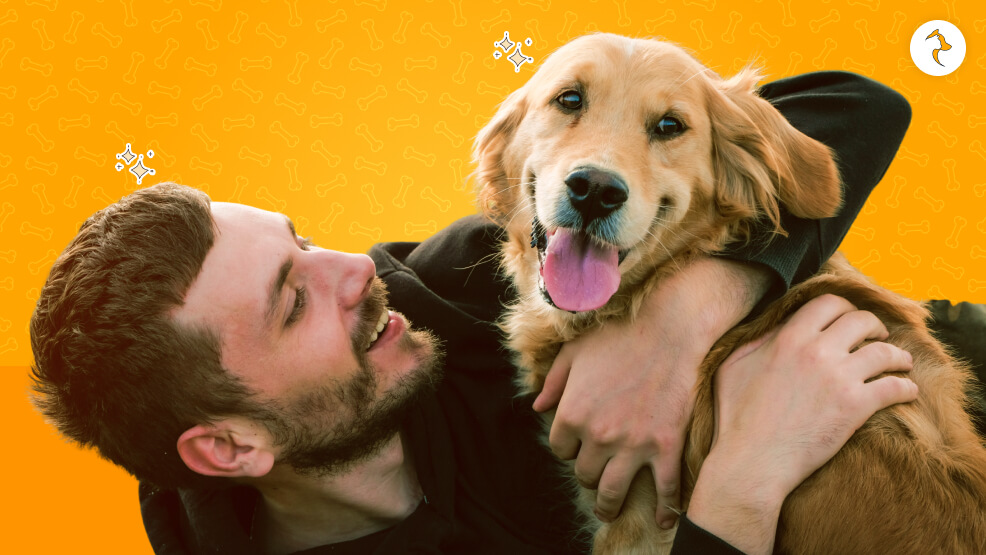 Is The Golden Retriever Coat Suitable For Indian Climate