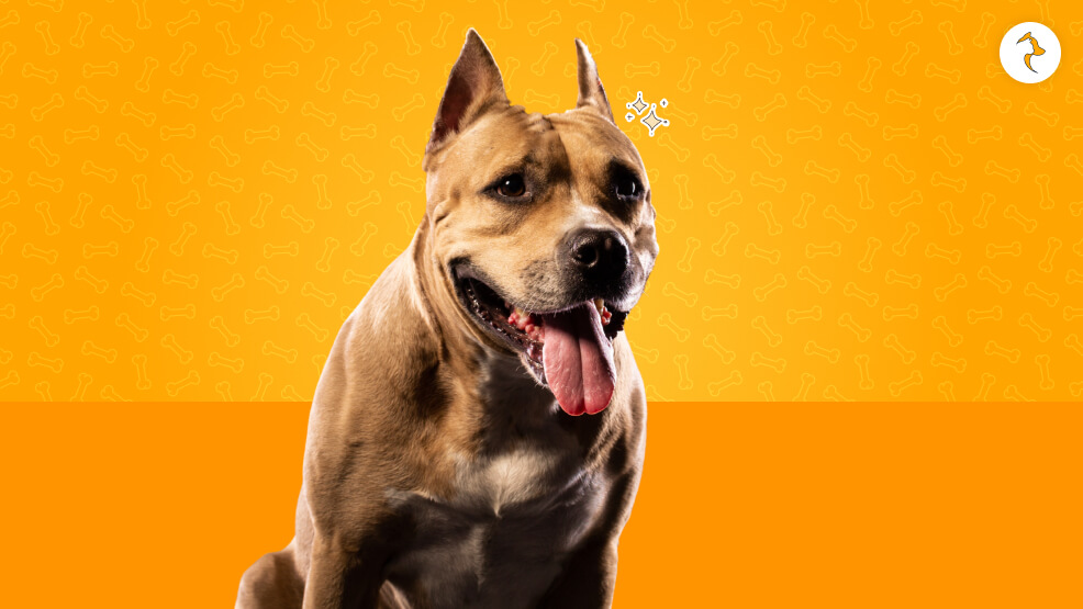 Legal Blueprint_ Is Importing a Pitbull Legal in India_