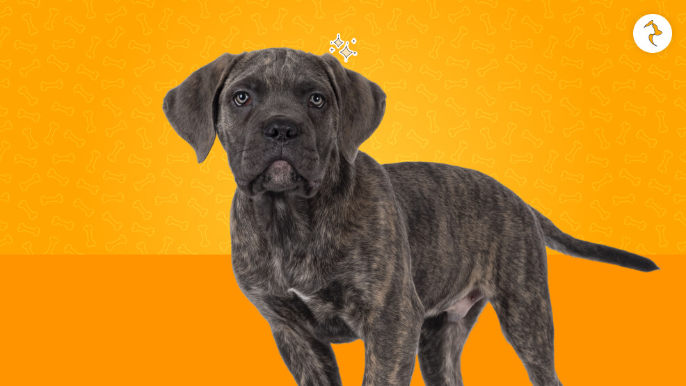 Legal Blueprint Is Sourcing an Imported Cane Corso Legal in India_