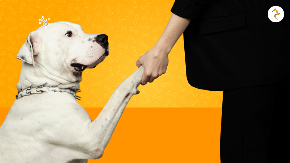 Legal Blueprint Is Sourcing an Imported Dogo Argentino Legal in India