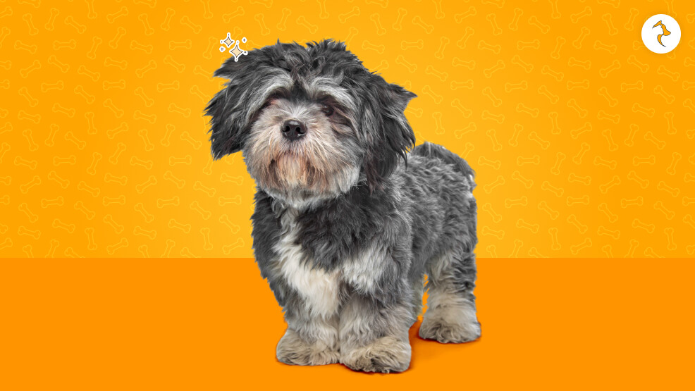 Legal Blueprint_ Is Sourcing an Imported Lhasa Apso Legal in India_