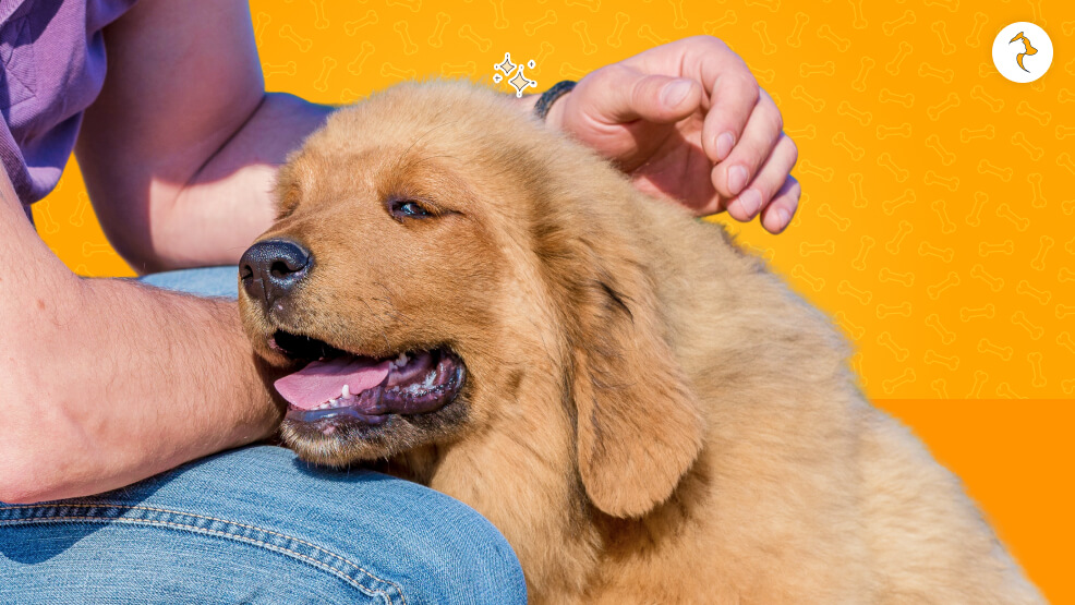 Legal Blueprint_ Is Sourcing an Imported Tibetan Mastiff Legal in India
