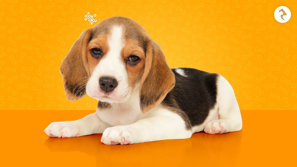 Overview of A Beagle