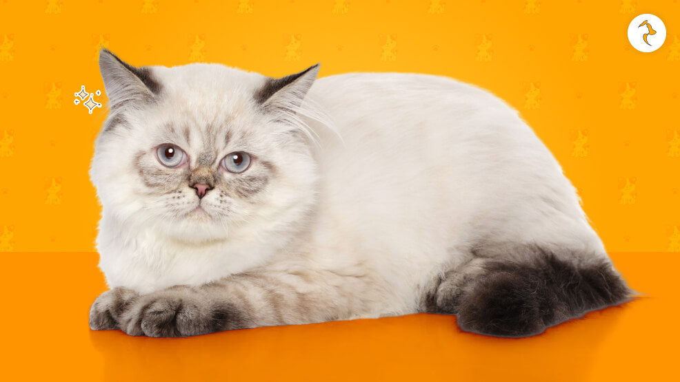 Persian Cats Overview