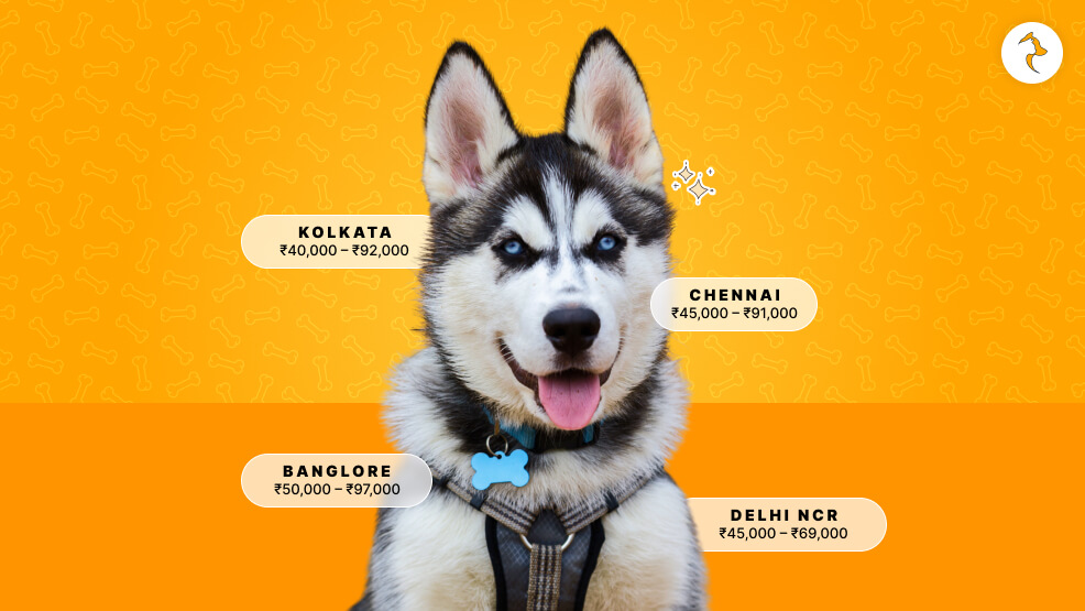 Price Of Siberian Husky Based On City