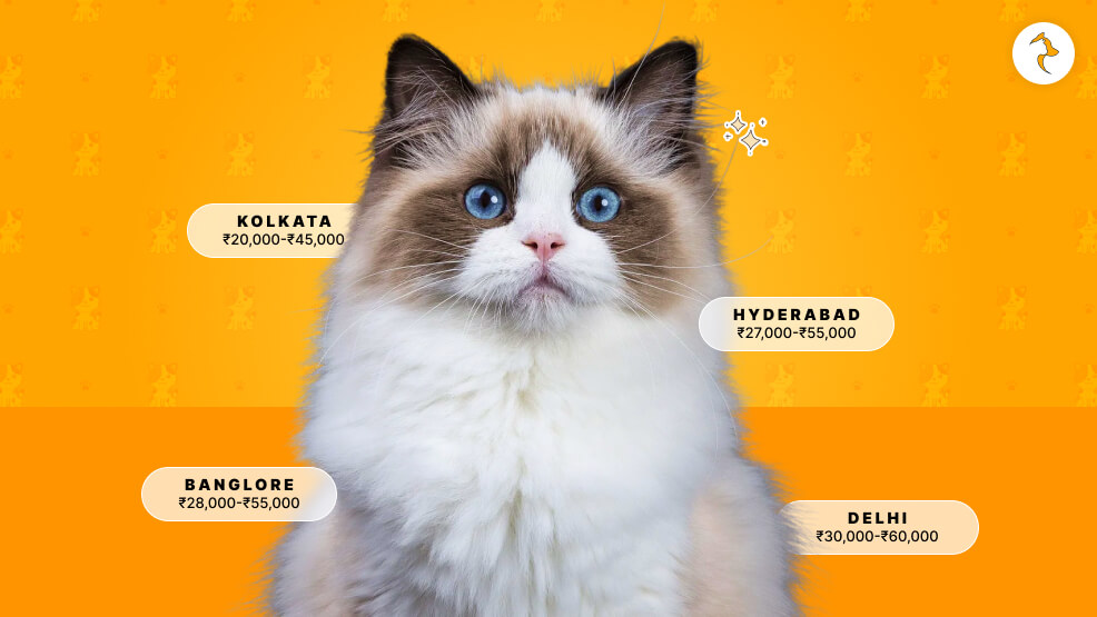Ragdoll Cat Price In India On The Basis Of City