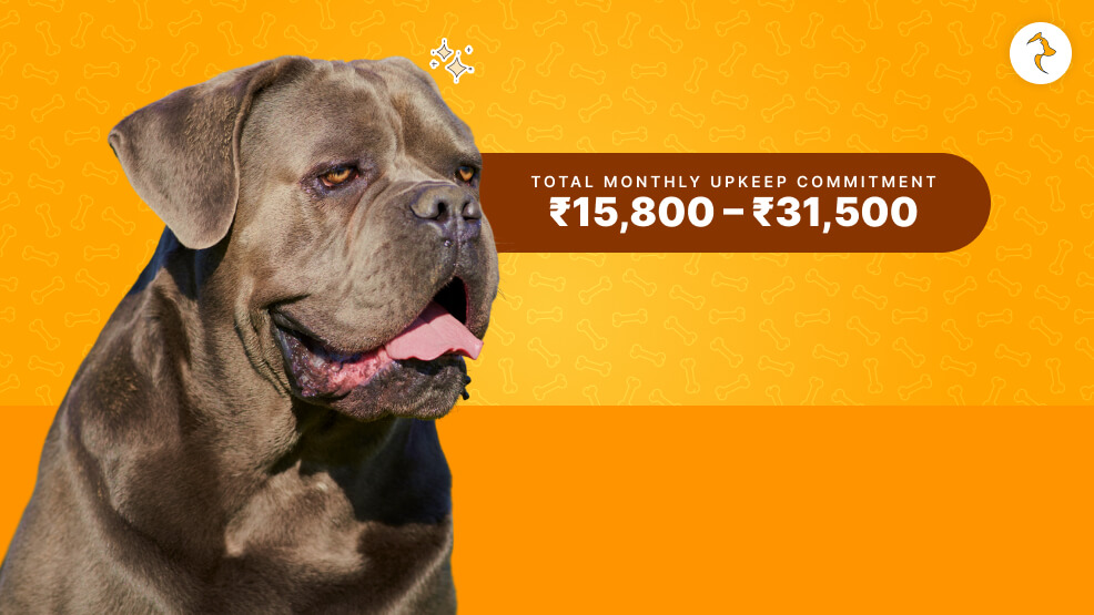 Real-World Maintenance Costs (INR) of Cane Corso in India