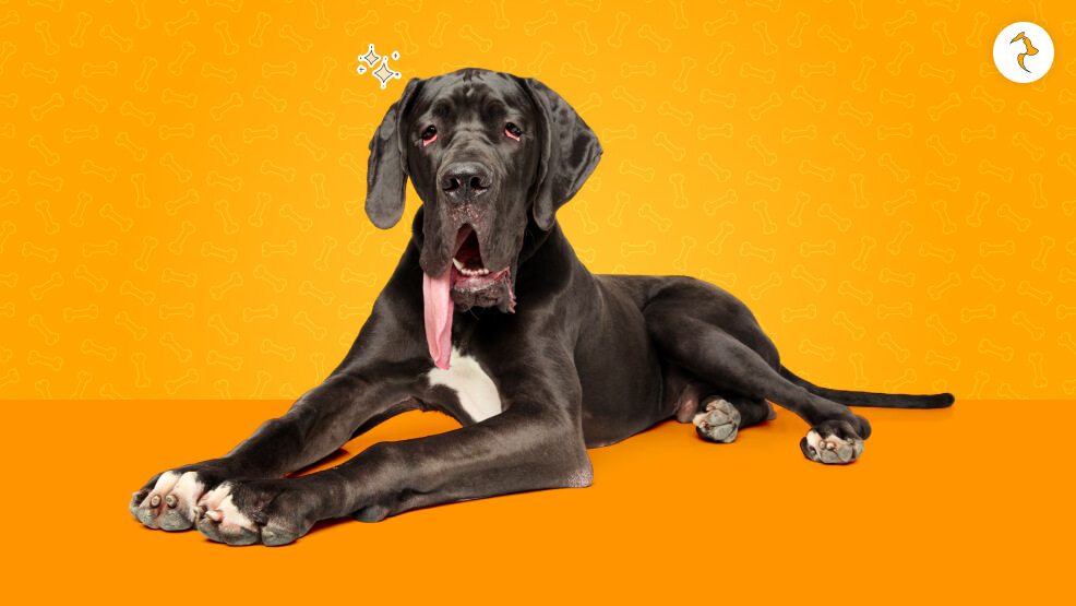 Real-World Maintenance Costs of Great Dane in India