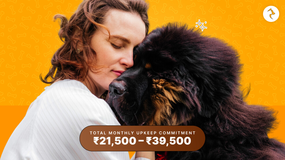 Real-World Monthly Maintenance Costs (INR) of Tibetan Mastiff in India