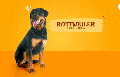 Rottweiler price