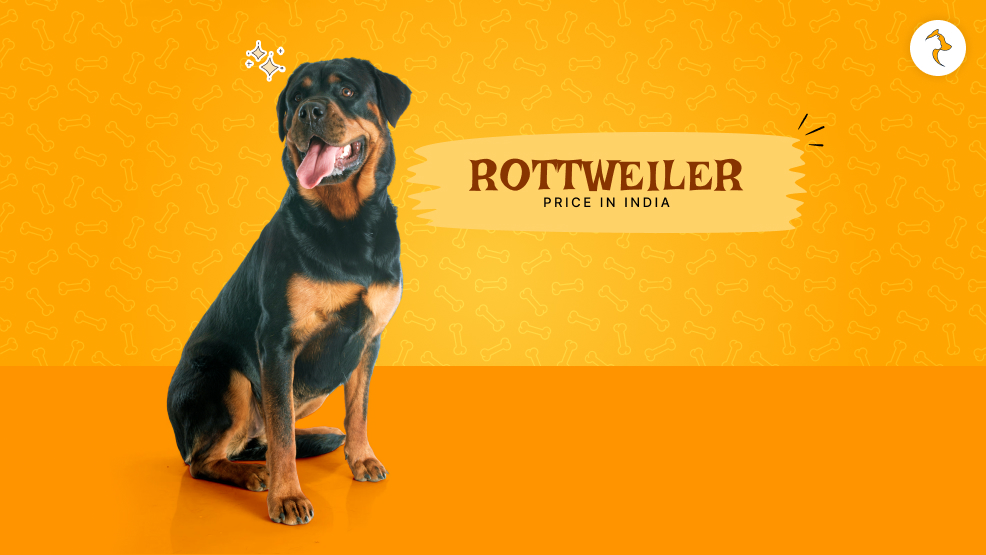 Rottweiler price