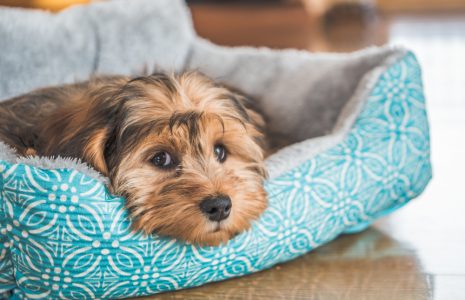 Steps to prevent matting