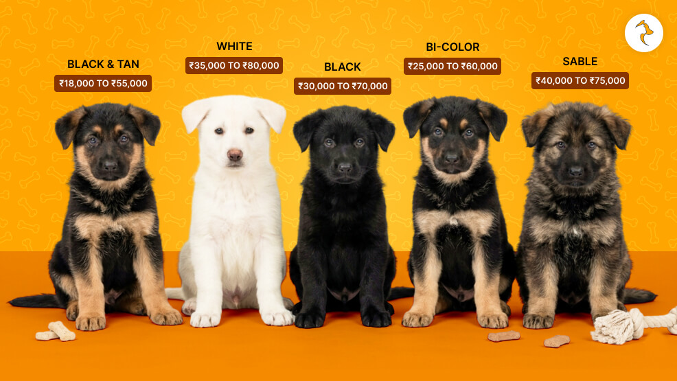 German Shephard Cost