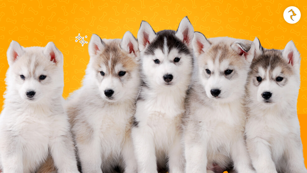 The Price Of Siberian Husky Based On Their Coat Color And Patterns