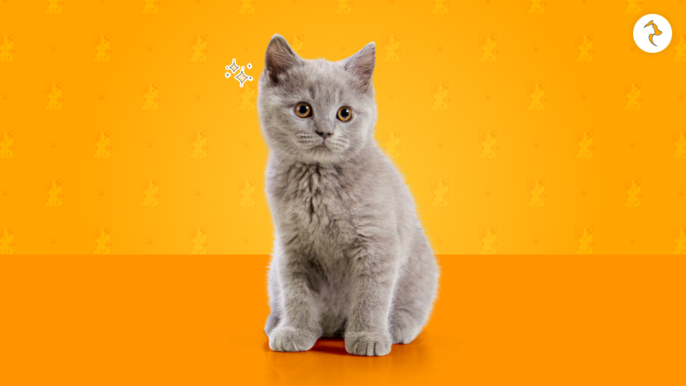 What Are The Characteristic Features Of The British Shorthair Cat