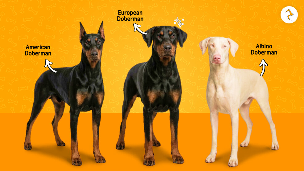 What Are The Different Subcategories Of The Doberman Breed In India
