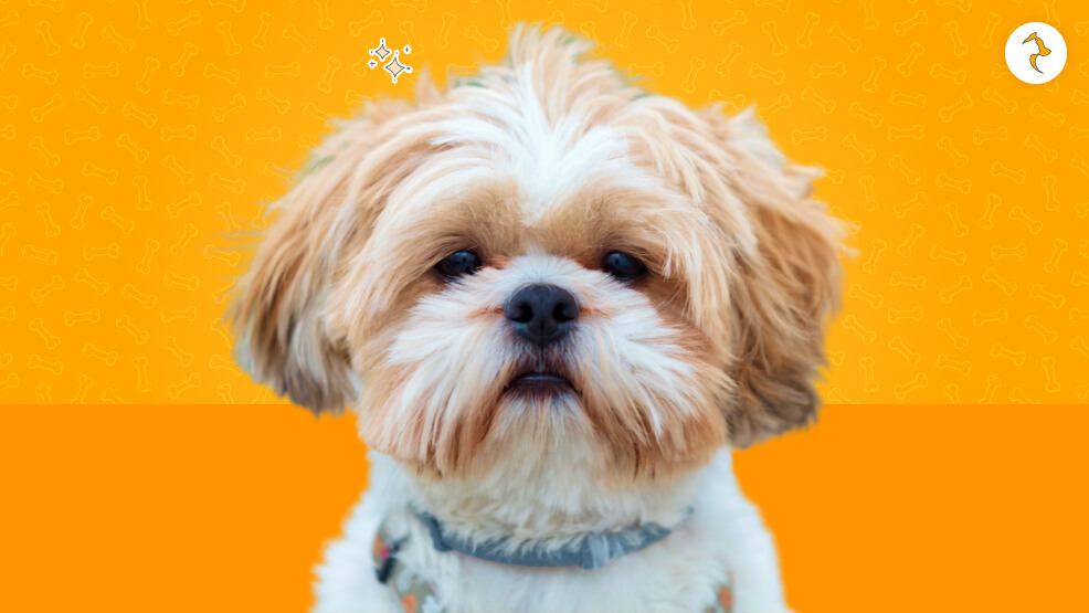 Factors That Influence The Overall Cost Of Owning A Shih Tzu