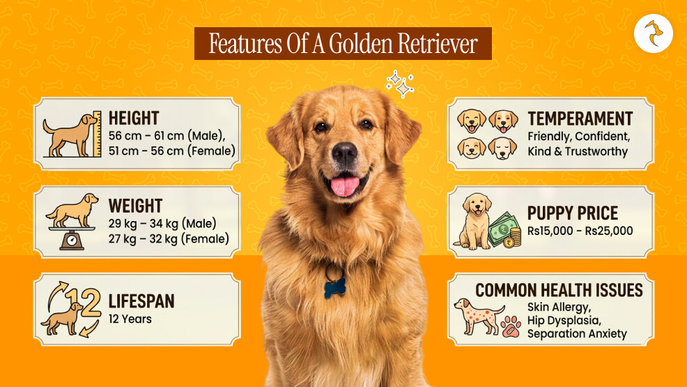 Features Of A Golden Retriever