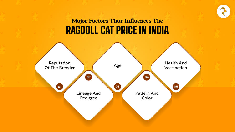 What Are The Major Factors Thar Influences The Ragdoll Cat Price In India