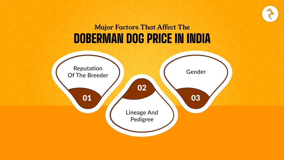 What Are The Major Factors That Affect The Doberman Dog Price In India