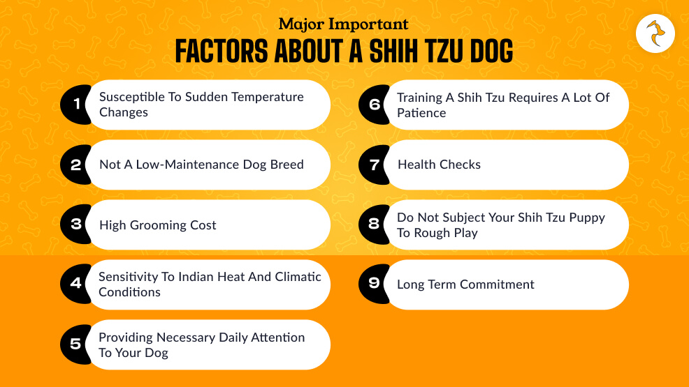 Major Important Factors About A Shih Tzu Dog