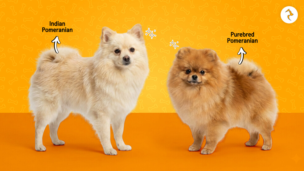 Two Types of Pomeranian