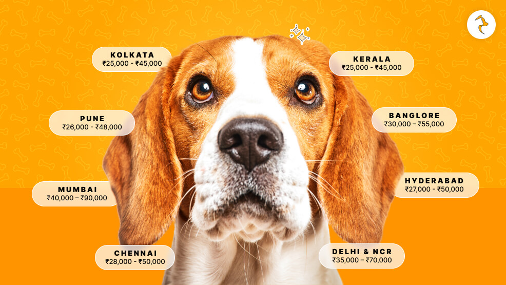 Beagle Dog Price