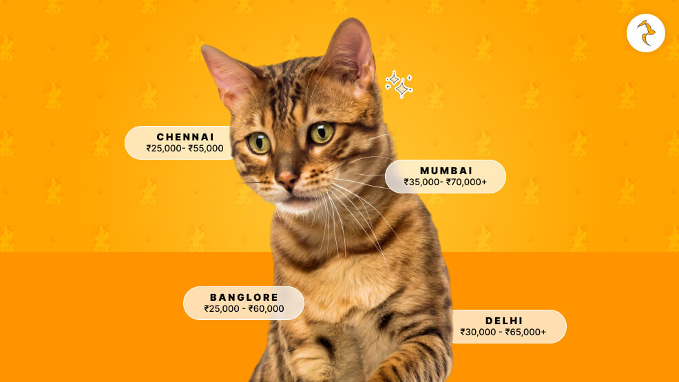 What Is Bengal Cat Price In Various Different Cities Of India