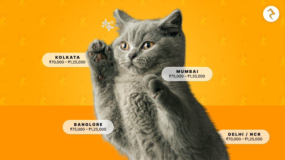 What Is British Shorthair Price In India