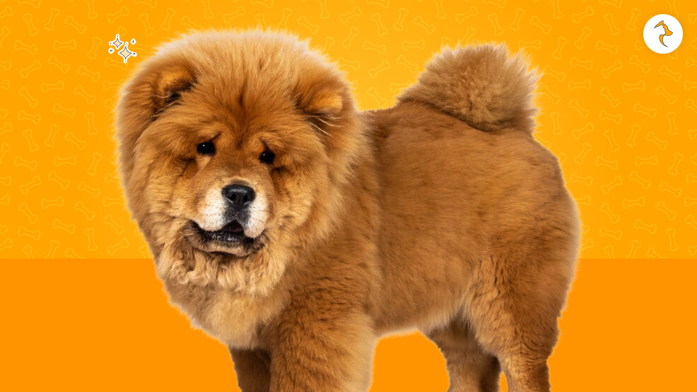 Chow Chow Price In India