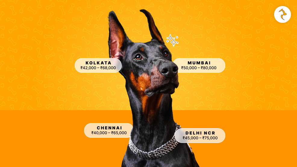 What Is Doberman Dog Price In Different Parts Of India