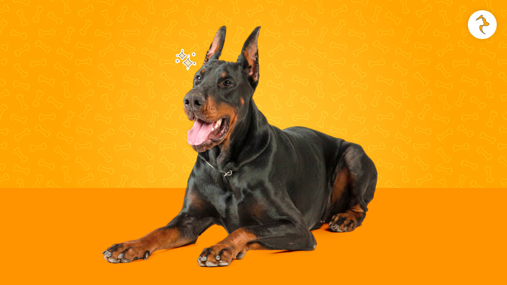 What Is Doberman Dog Price In India