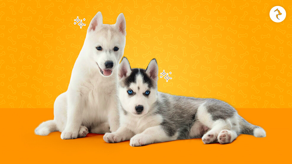 What Is Husky Dog Price Based On Standards_