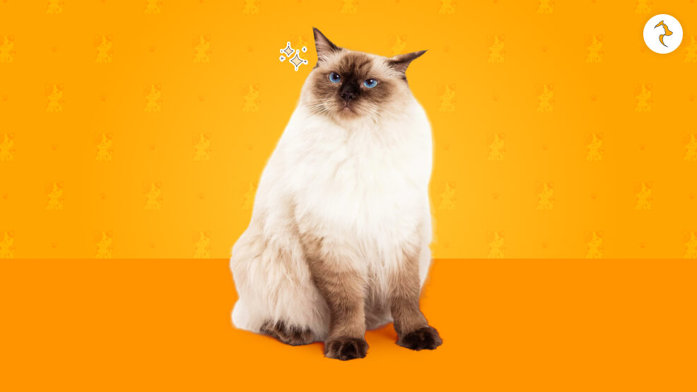 What Is Ragdoll Cat Price In India What Influences The Price