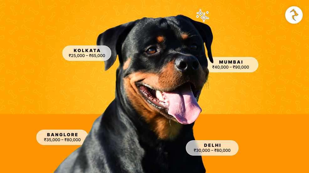 What Is Rottweiler Dog Price In India