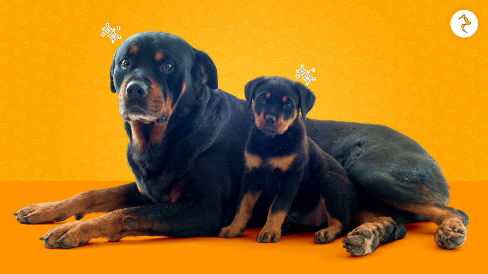 What Is Rottweiler Price In India