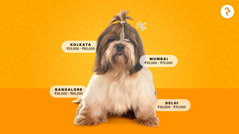 Shih Tzu price In Different Regions In India