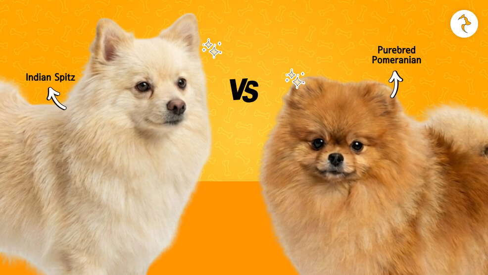 Difference Between Pomeranian Vs Spitz