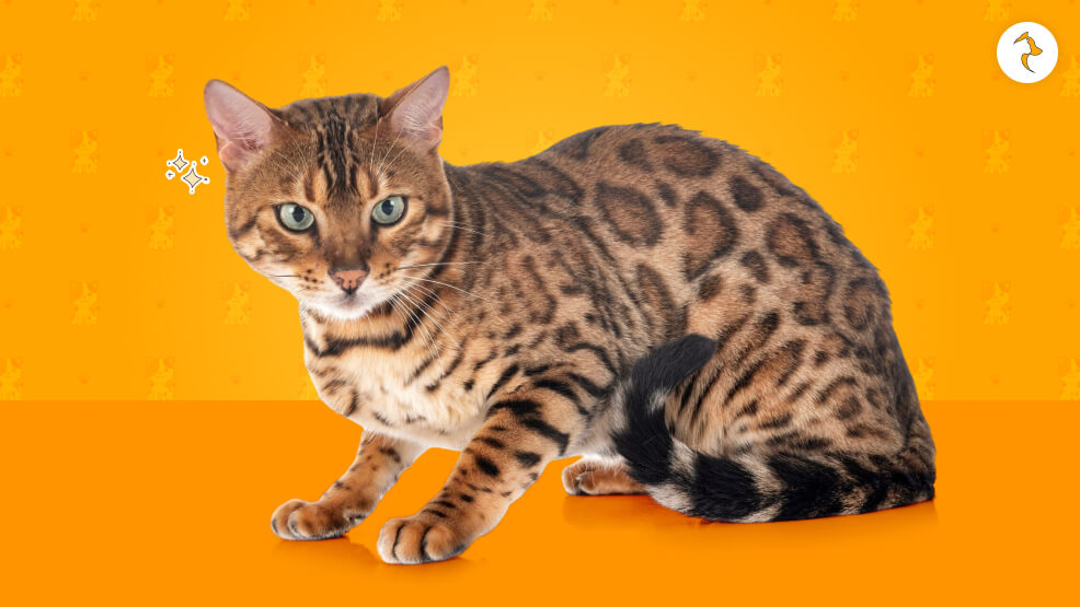 What Is The Bengal Cat Price In India