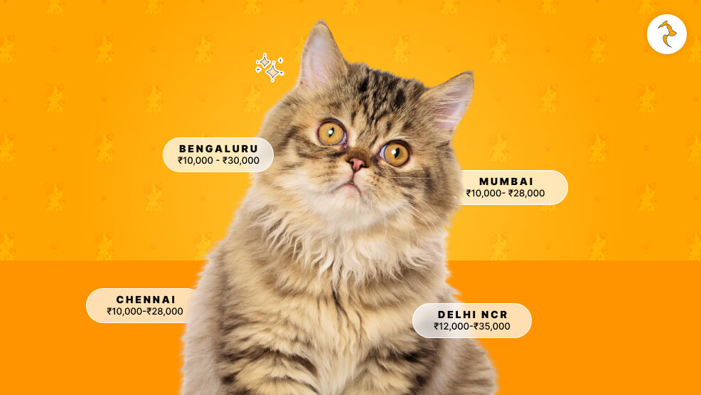 What Is The City Wise Cost Of Persian Cat