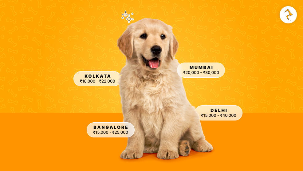 What Is The Cost Of Adopting A Golden Retriever Puppy