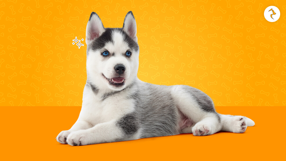 What Is The Cost Of Adopting A Husky Dog In India
