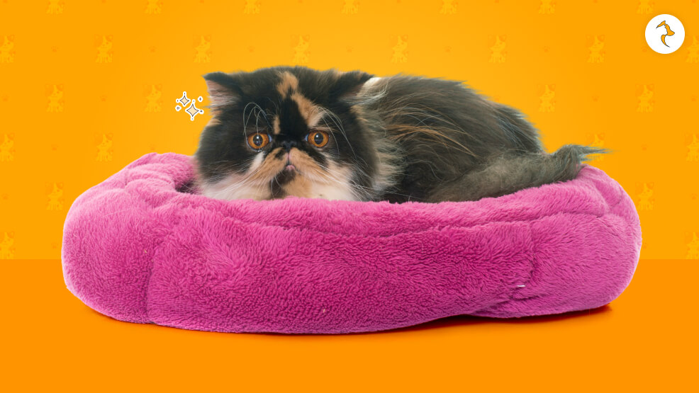 What Is The Cost Of Bringing Home A Persian Cat