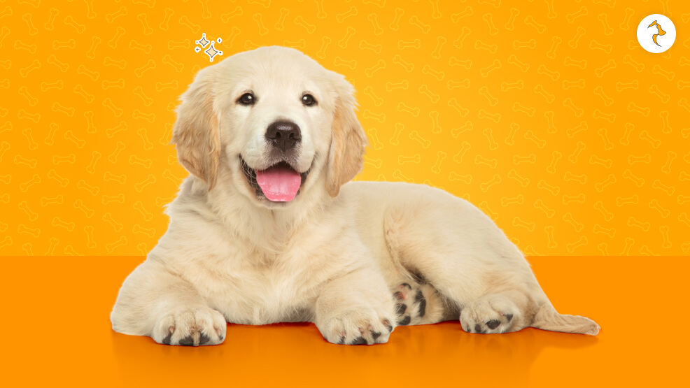 What Is The Cost Of Maintaining A Golden Retriever Puppy
