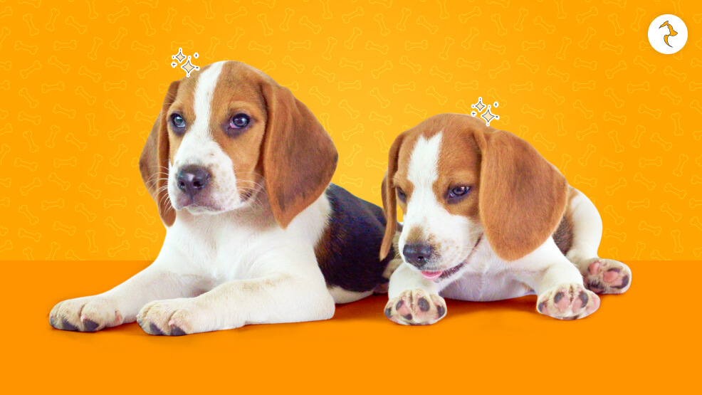 The Difference Between A Show Quality And KCI Registered Beagle