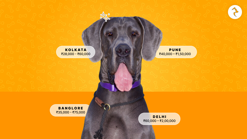 What Is The Great Dane Dog Price In India_