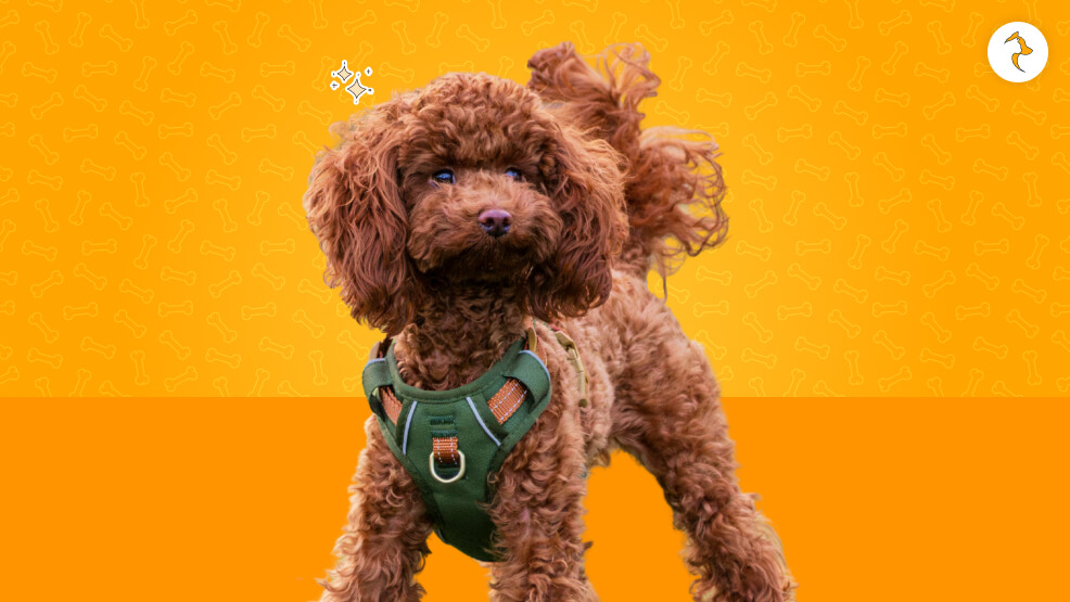 Poodle Monthly Maintenance