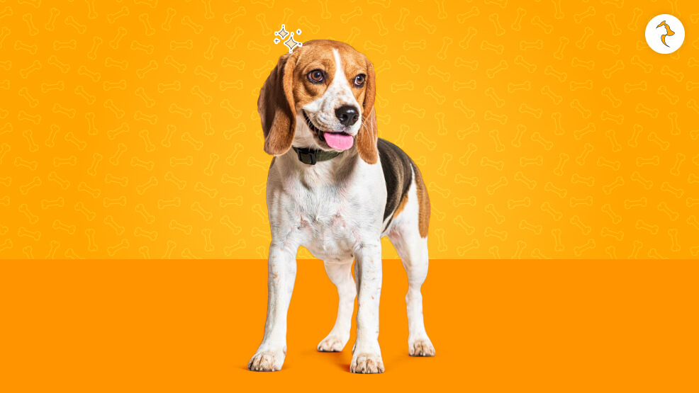 The Origin Of The Beagle Dog
