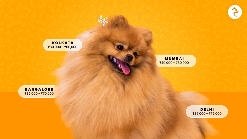 Pomeranian Dog Price